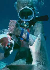 Valerie Taylor testing Ron Taylor’s chain-mail shark-bite defense suit