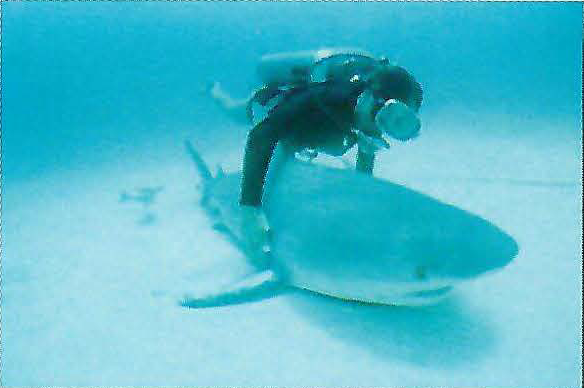 Dr. Eugenie Clark riding alongside a whale shark