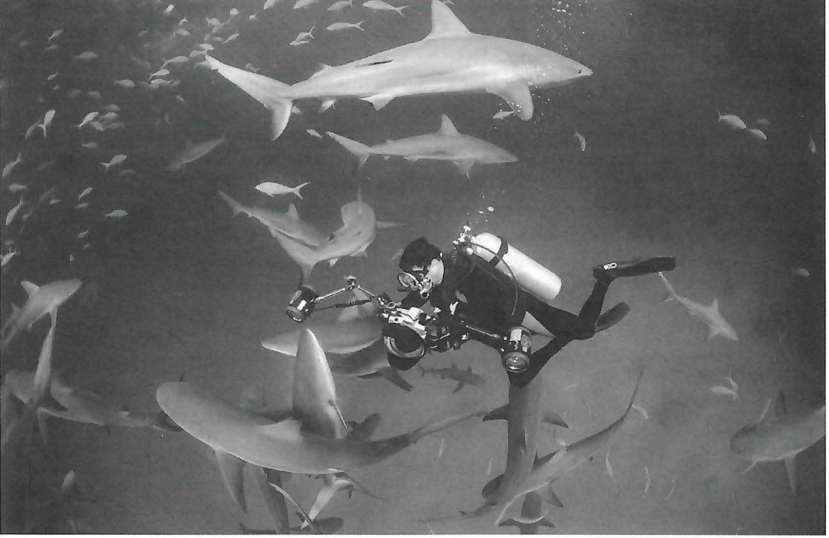 David Doubilet photographing sharks underwater