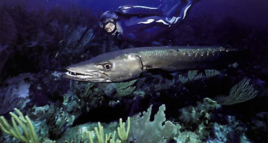 Jean-Michel Cousteau diving above a reef fish