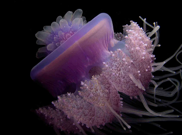 First Place: VIOLET DANCING by PULIDO OLIVIERO