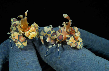 First Place: HARLEQUIN SHRIMPS by BORUT FURLAN