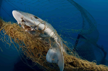 First Place: THE ABANDONED NETS KILL AGAIN by MARCO CARACENI
