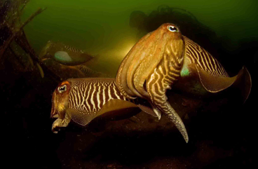First Place: CUTTLEFISH by DENNIS VANDERMEERSCH