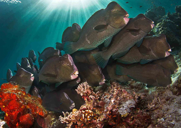 First Place: FAN OF BUMPHEAD PARROTFISH by CLARK MILLER