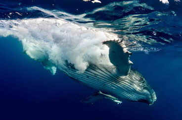 Second Place: HUMPBACK WHALE CALF by MICHENET FABIEN