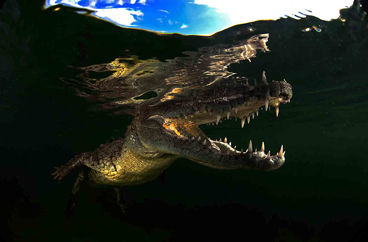 Second Place: CUBAN CROC by DIEGO FORERO