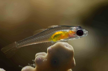 Second Place: CRYSTAL GOBY by BORUT FURLAN
