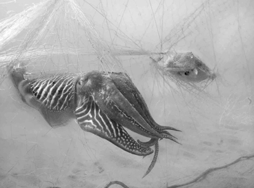 Second Place: THE TRAP by CLAUDIO STOPPATO