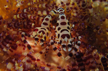 Third Place: TWINS ON AN URCHIN by LUCAS LOW