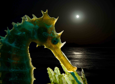 Third Place: APOLLO by BRUNO VAN SAEN