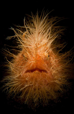 HAIRY by DANIEL SELMECZI