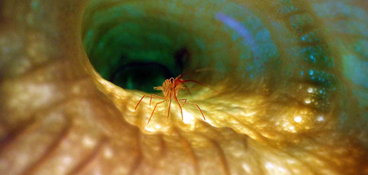 Honorable Mention: SHRIMP INSIDE A GRAND HALLWAY by DONNA GOODWIN