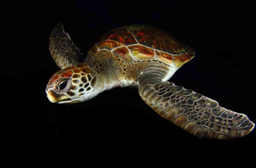 Honorable Mention: GREEN TURTLE by EDUARDO ACEVEDO