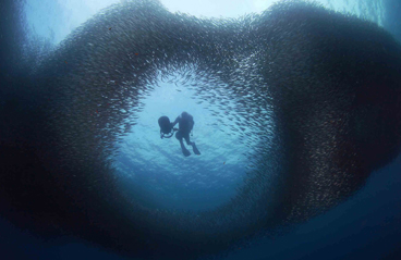 Honorable Mention: THROUGH THE SARDINE TORNADO by ALEXEY STOYDA