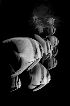 Honorable Mention: MONO BATFISH by ROSS GUDGEON