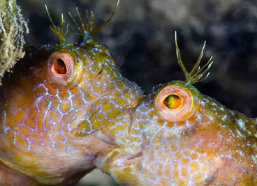 Honorable Mention: BLENNY FIGHT by TODD BRETL