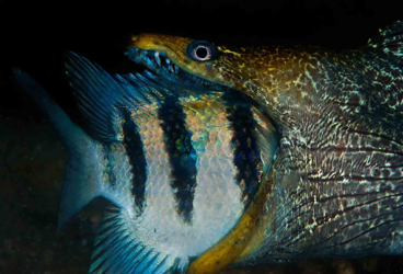 Honorable Mention: MORAY DINNER by NOAM KORTLER