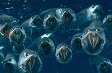 Honorable Mention: FEEDING SPANISH MACKEREL by ALEX TATTERSALL