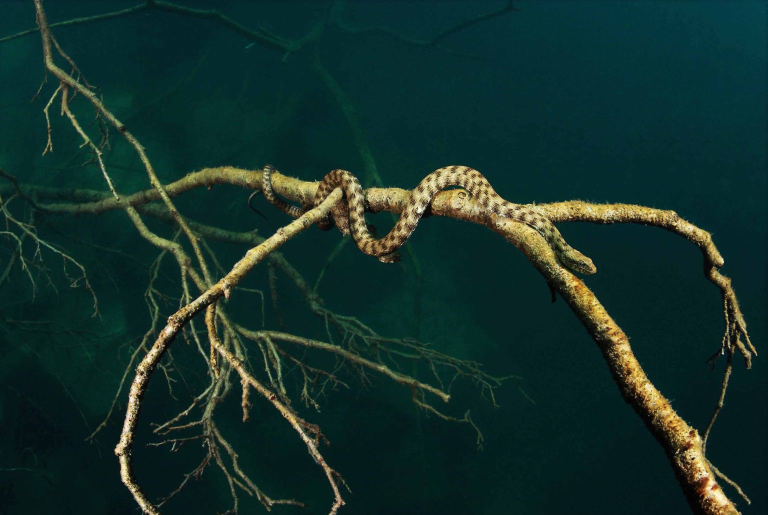 Honorable Mention: Snake Hunting by Alessio Viora