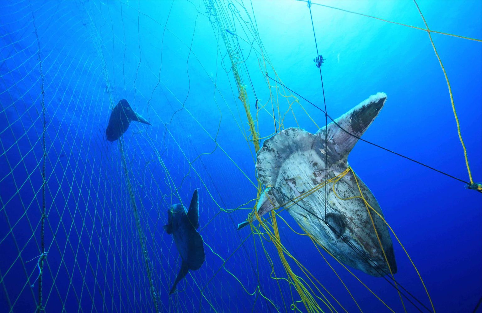 First Place: Sad Net by Alessio Viora