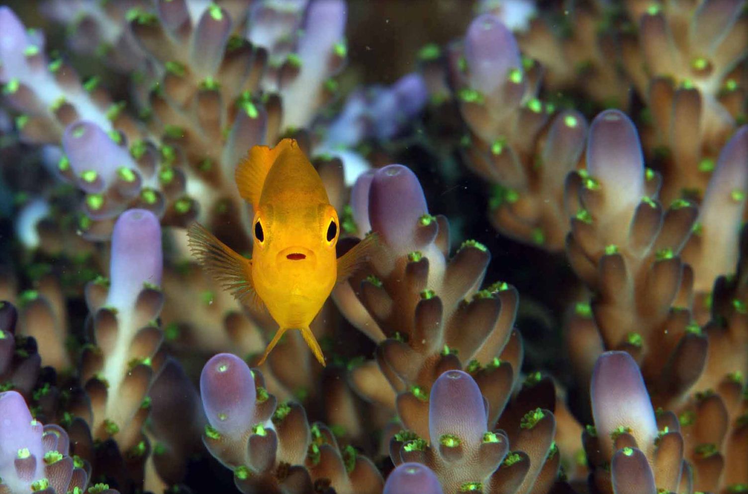 Honorable Mention: Surprised Fish by Mike Southard
