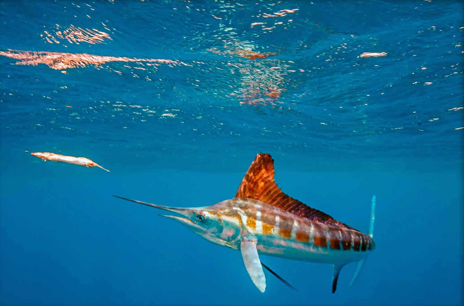 Honorable Mention: White Marlin Fishing by Peter G. Allinson