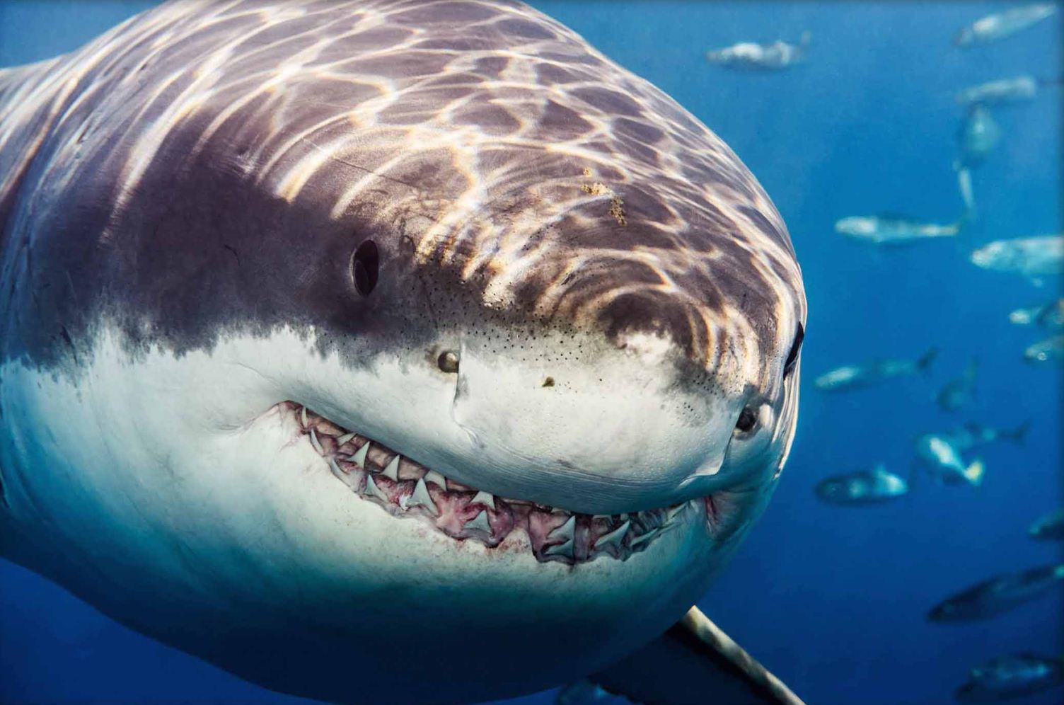 Third Place: Great White Smile by Todd Bretl