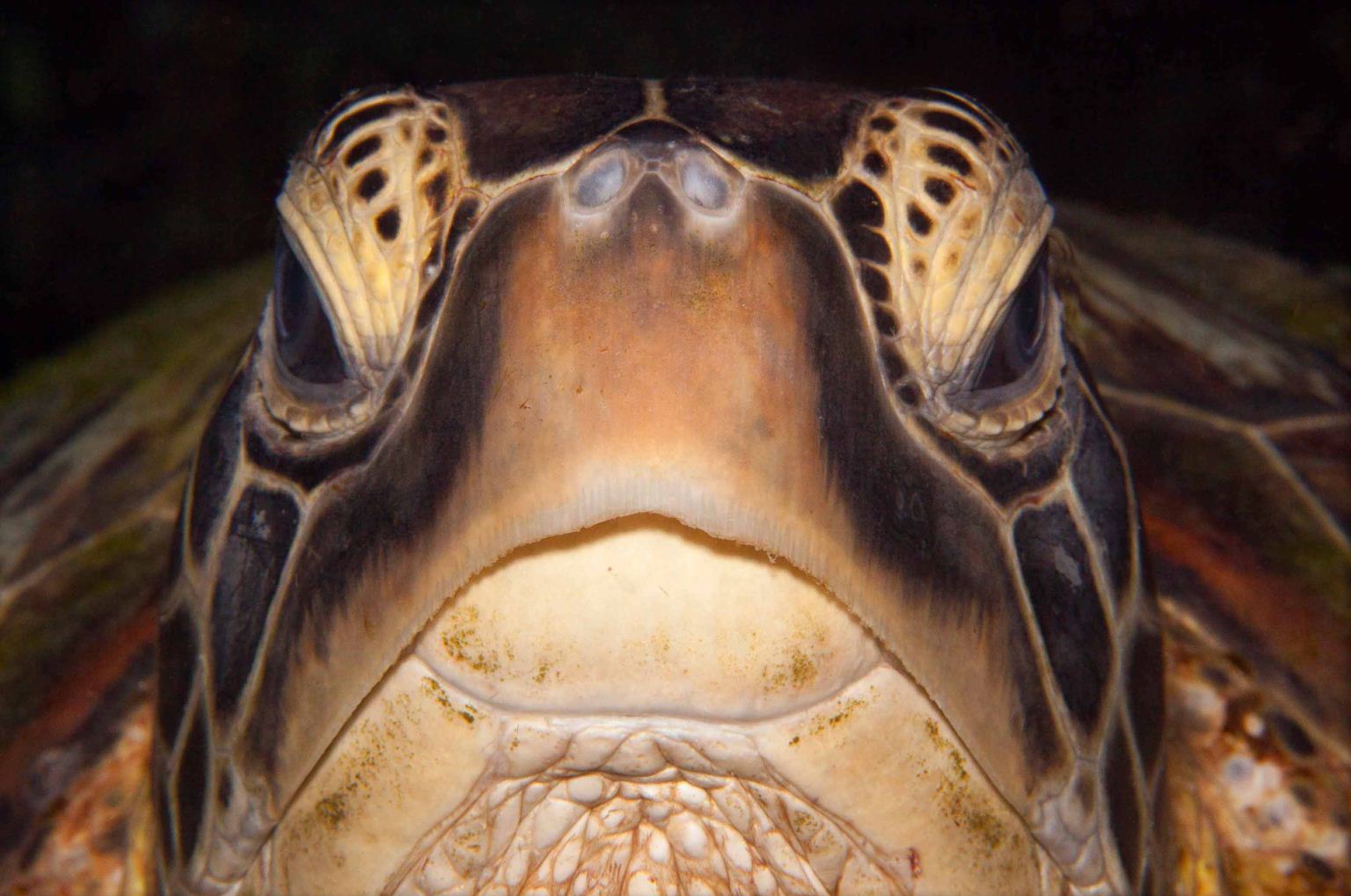 Honorable Mention: Turtle Passport Picture by Wendy Hoevenaars
