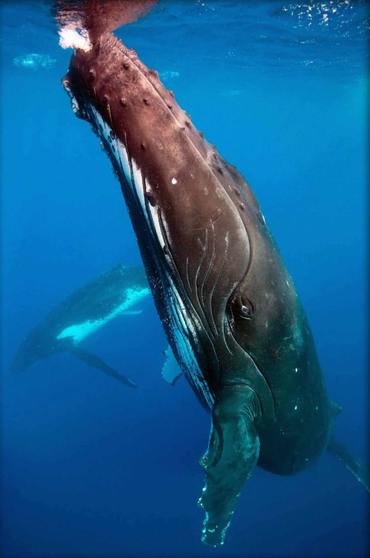 Honorable Mention: Humpback whale by Vanessa Mignon