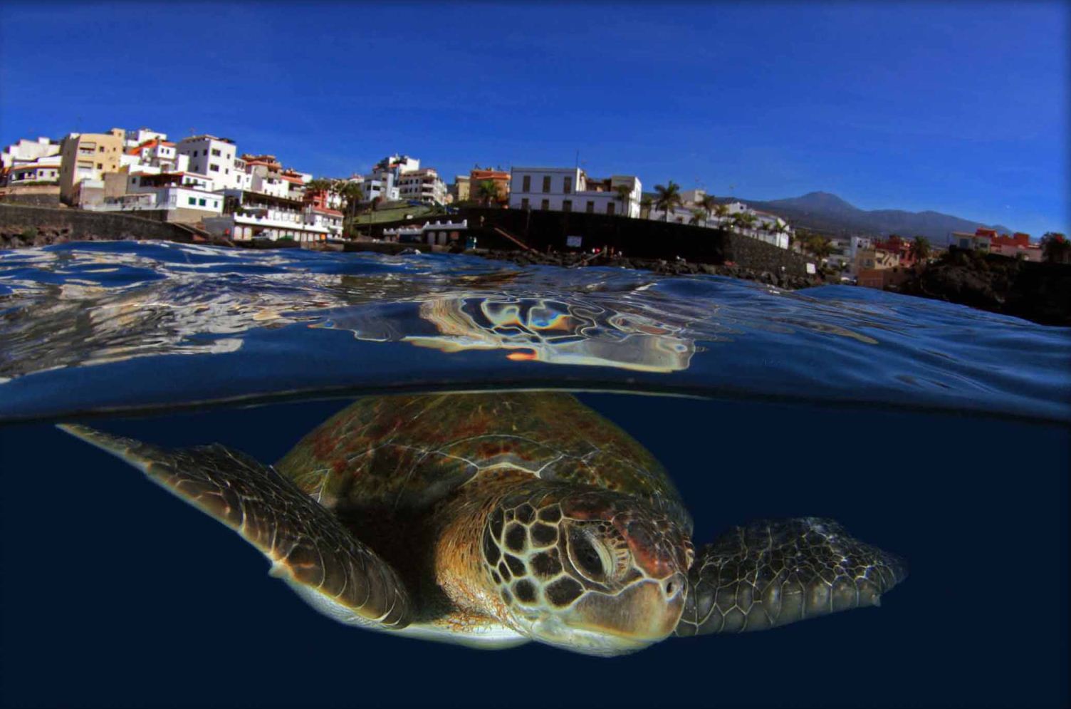 Honorable Mention: Landscape With Turtle by Montse Grillo