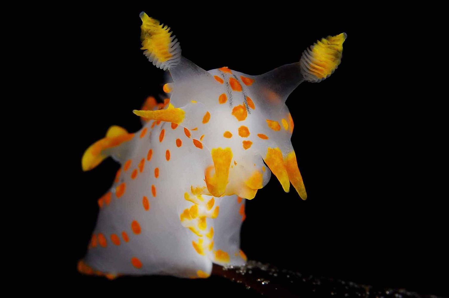 First Place: Polycera Nudibranch by Fredrik Ehrenström