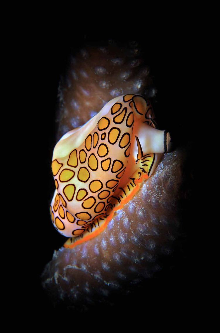 Second Place: Flamingo Tongue by David Salvatori- Rome  Italy