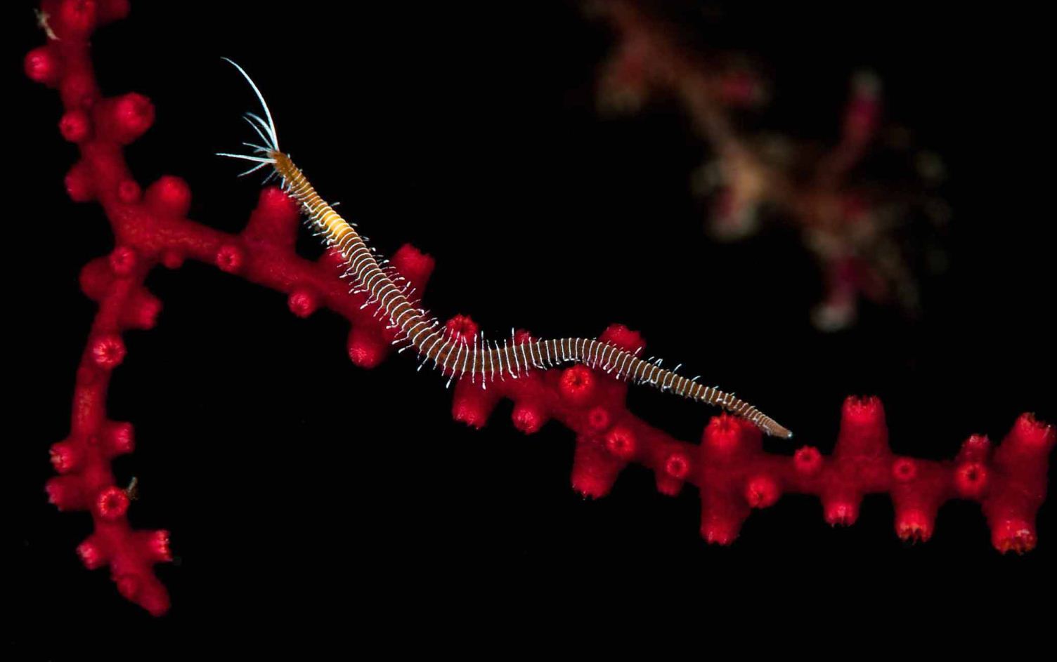 Honorable Mention: Polychaete Worm by Matthew Tworkowski