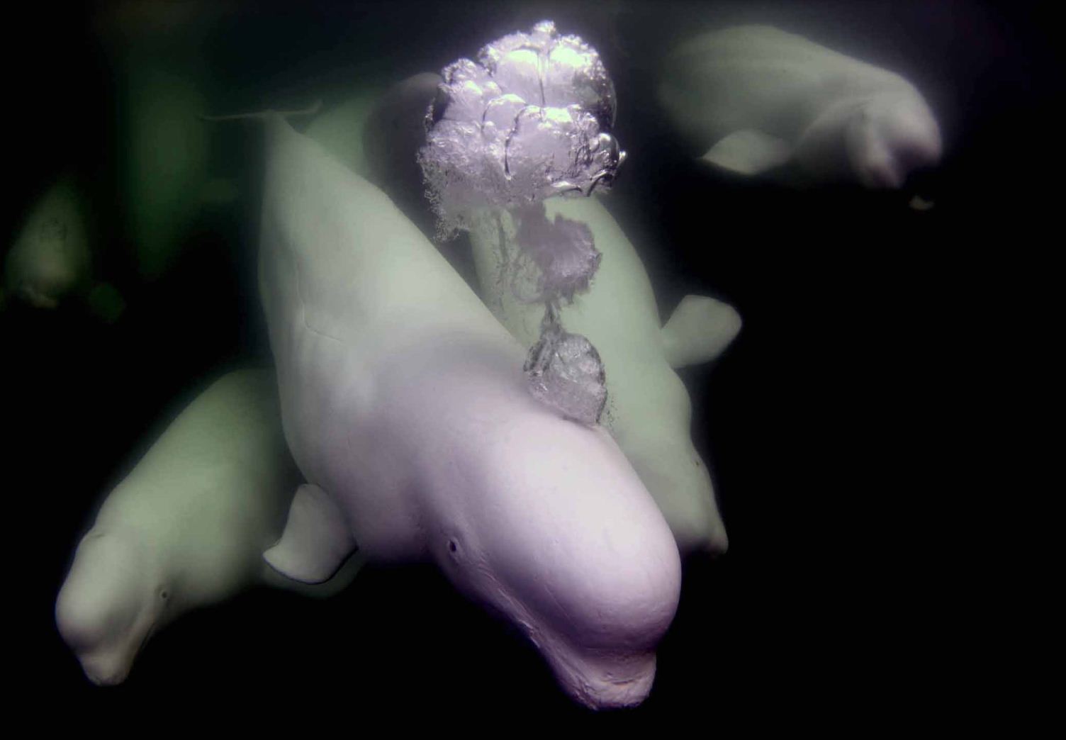 First Place: Nuclear Beluga by Douglas A. Kahle