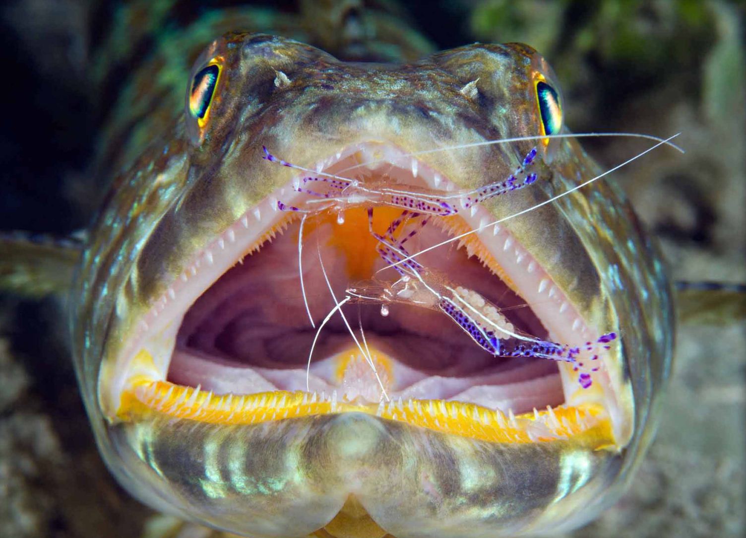 Second Place: Dental Exam by Steven Kovacs