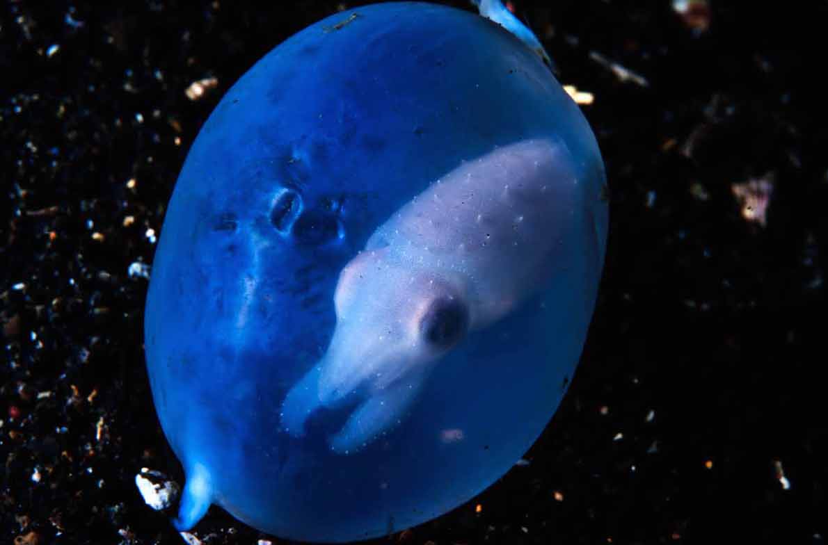 Honorable Mention: Baby Cuttlefish by Guido Villani