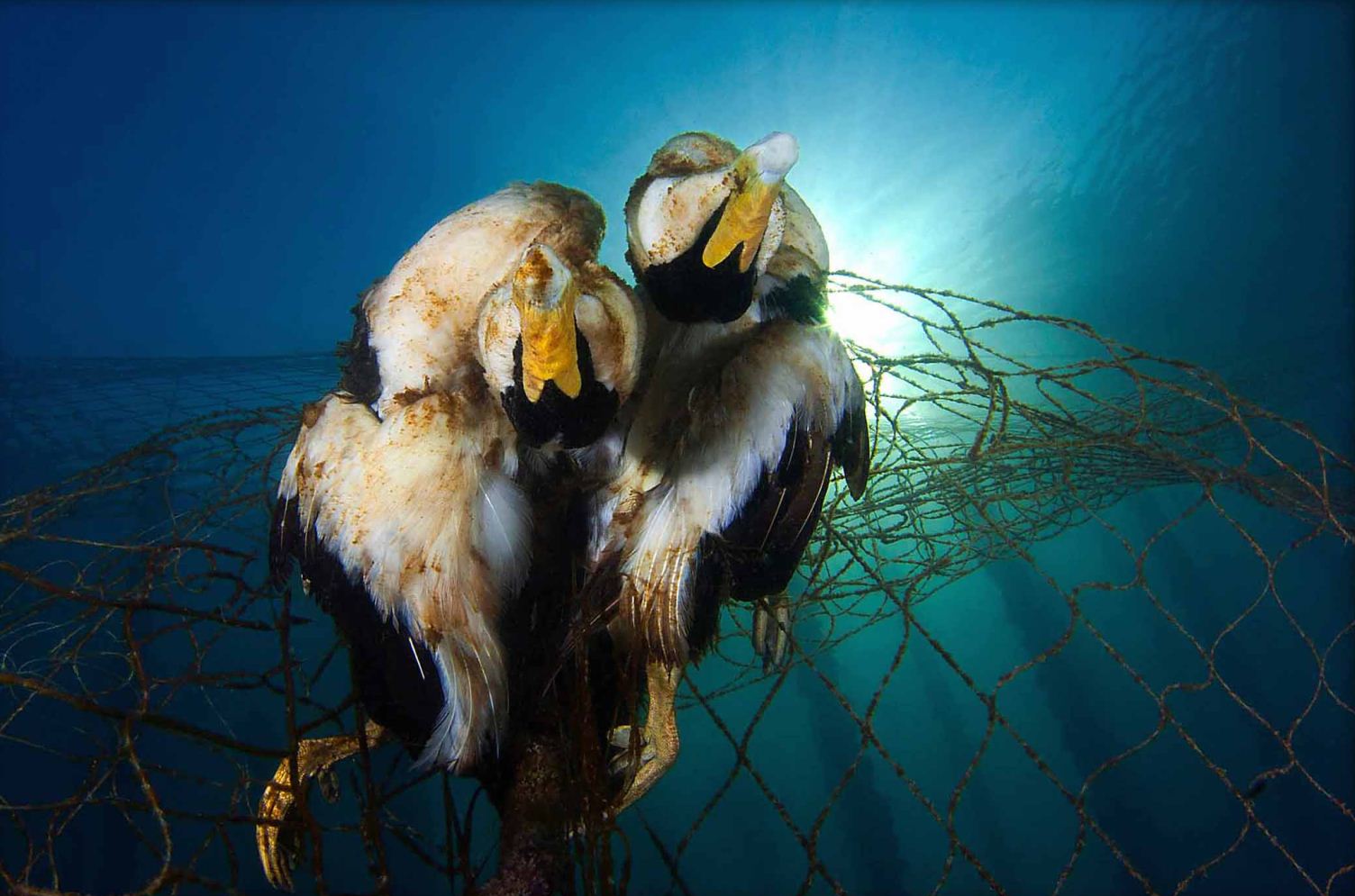 Second Place: Lost Nets Kill Again by Davide Lopresti