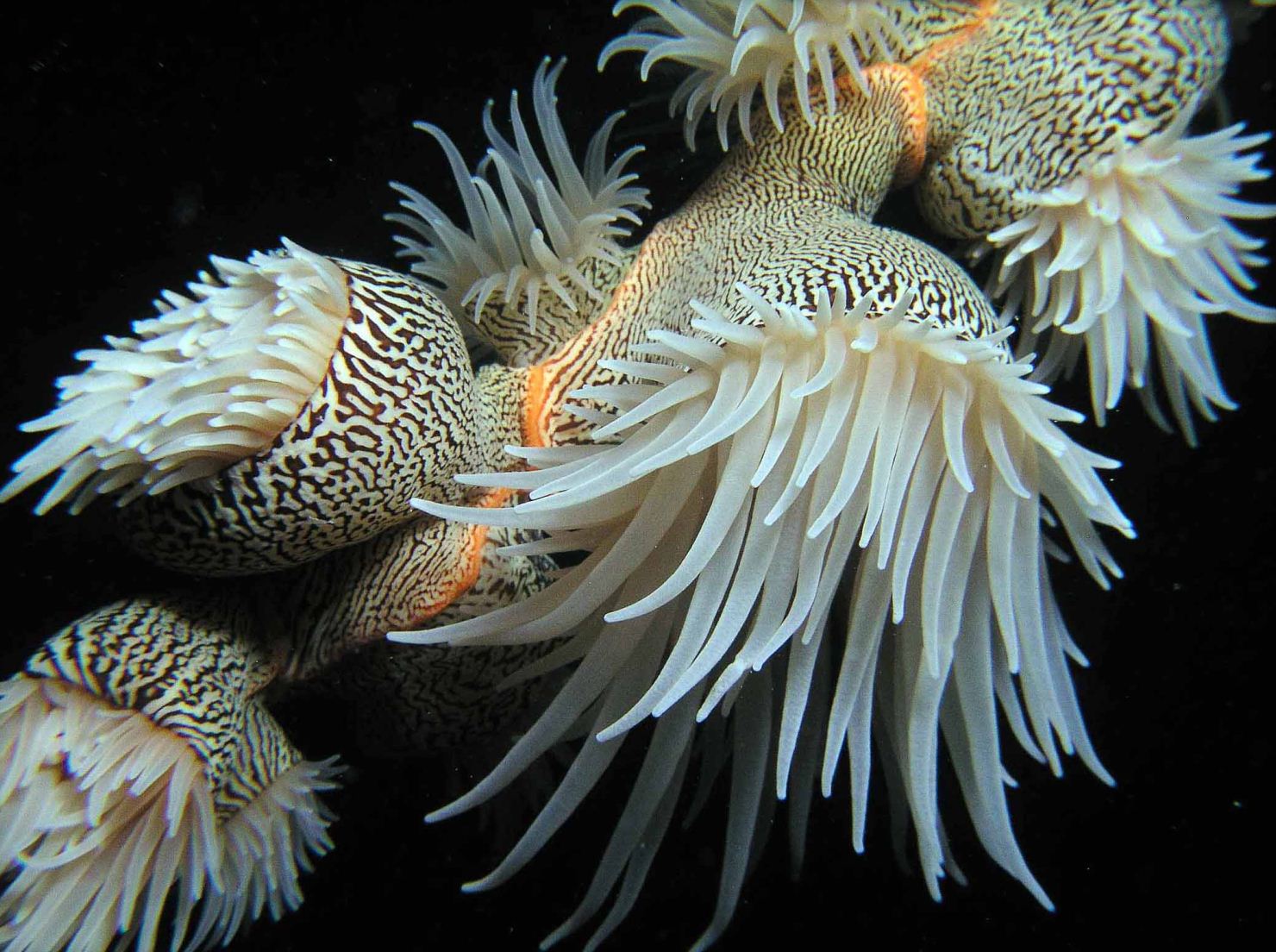 First Place: Zebra Anemone by Mike Southard