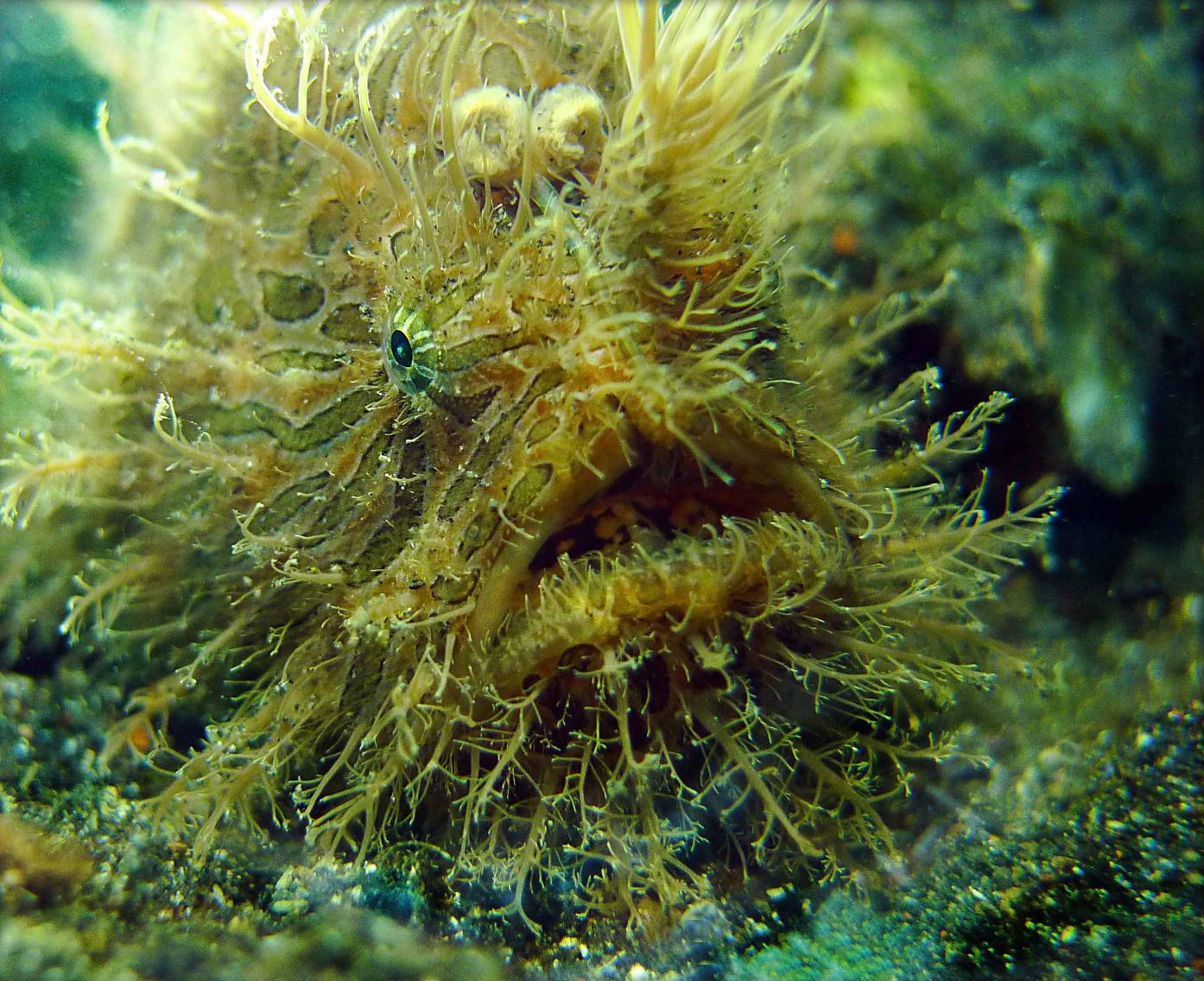 Honorable Mention: Muppet Face by Donna Goodwin
