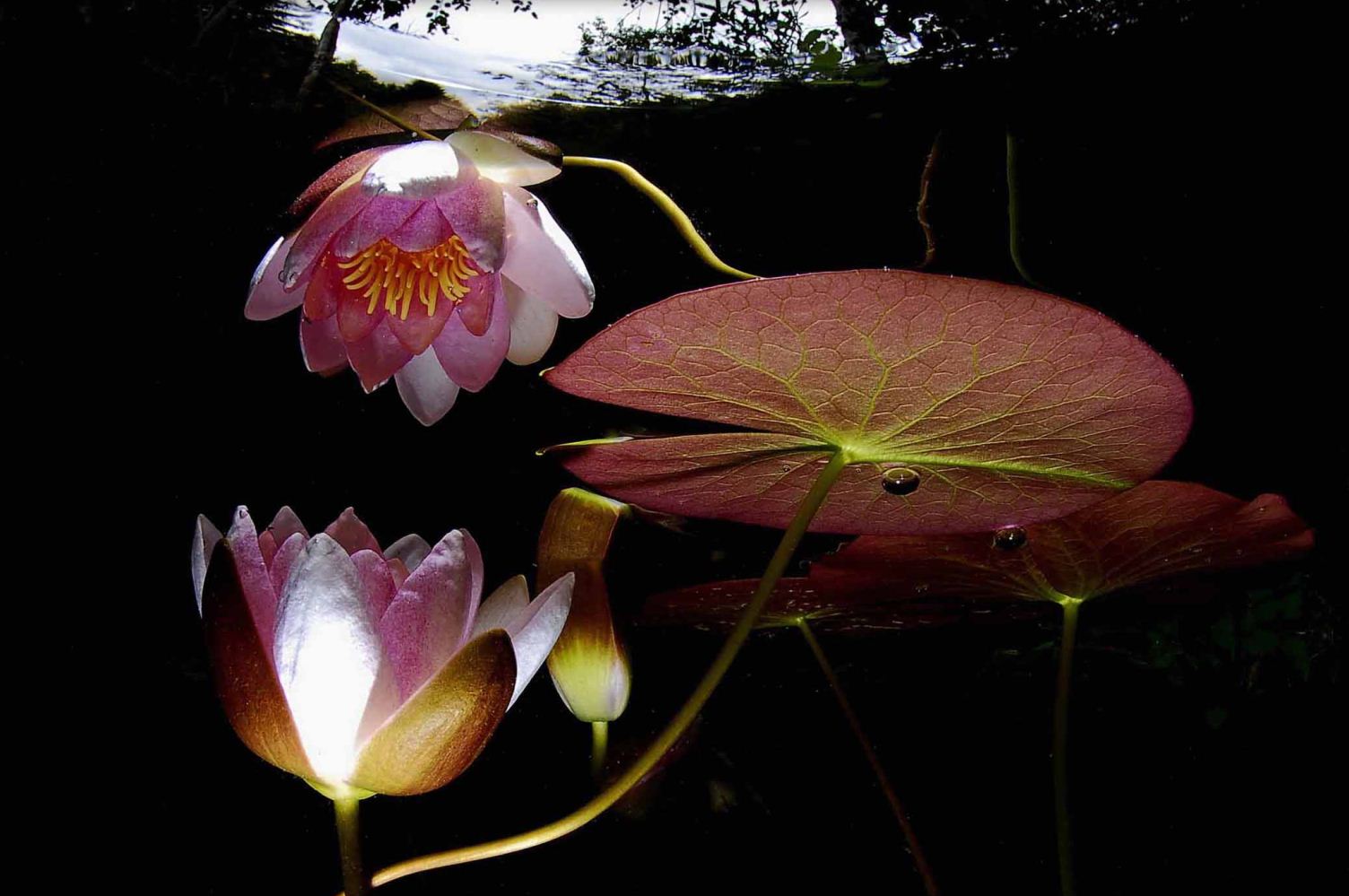 Honorable Mention: Reflection of a Pink Waterlily by Fredrik Ehrenström