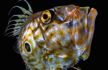 Honorable Mention: Full Contact by Domenico Roscigno