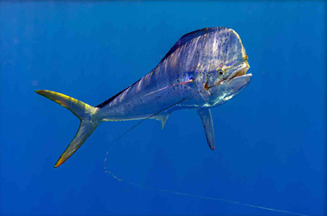 Honorable Mention: Dorado with Old Hook by Peter Allinson