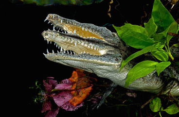 First Place: Crocsmile² by Uwe Schmolke