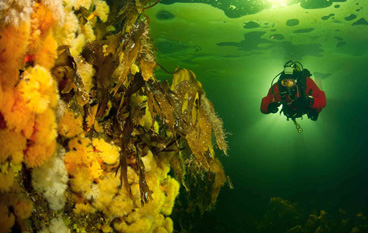 Honorable Mention: Diver swims under the ice by Viktor Lyagushkin