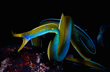 First Place: Swimming Ribbon Eel by Bruno Van Saen
