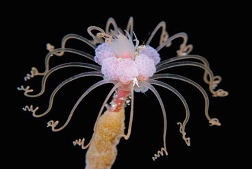 Second Place: Underwater Flower by Steven Kovacs