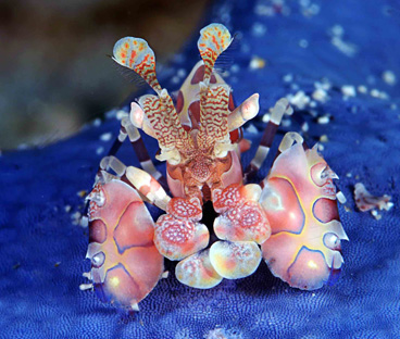 Honorable Mention: Arlequin by Marchione Giacomo