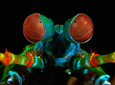 Honorable Mention: Evil Eyes by Uwe Schmolke
