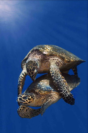 First Place: Mating turtles by Luc Eeckhaut